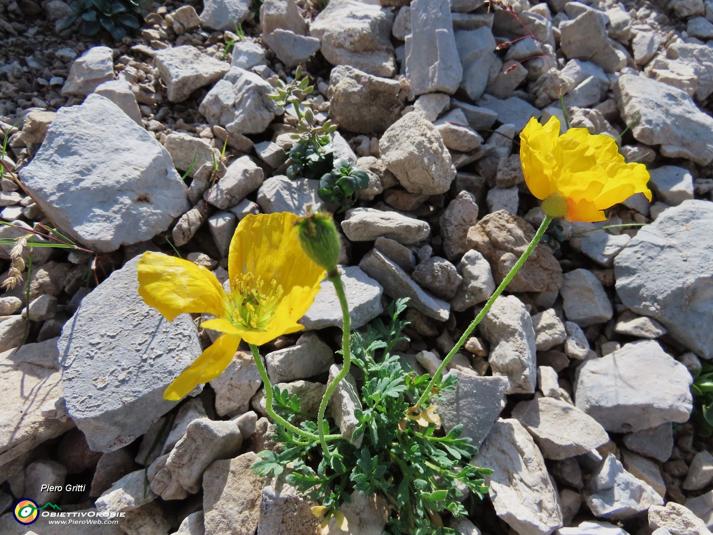 36 Papaver rhaeticum (Papavero dorato) sui macereti del Mandrone.JPG